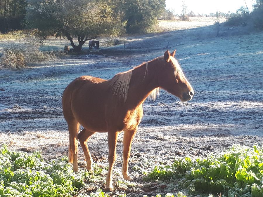 Cheval Arabe  vendre Montclra dans le Lot photo 4