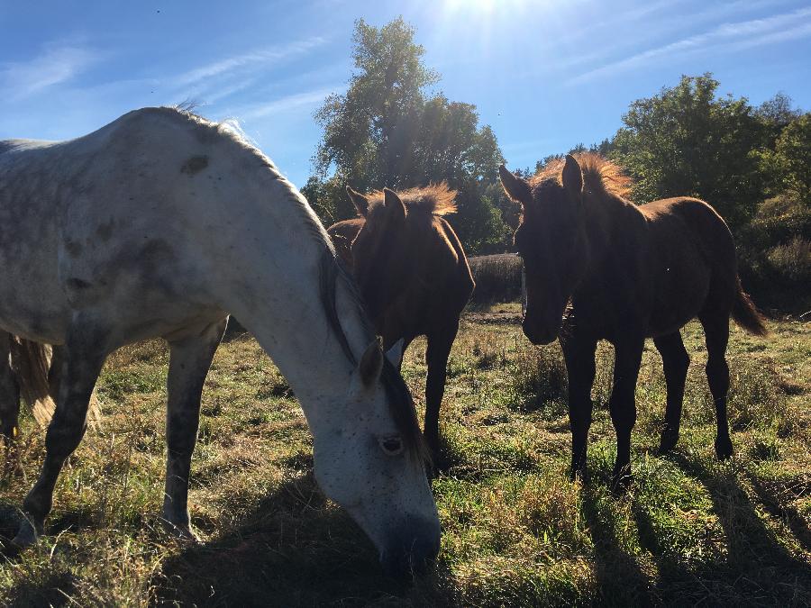 Cheval Barbe  vendre Le Brignon en Haute-Loire