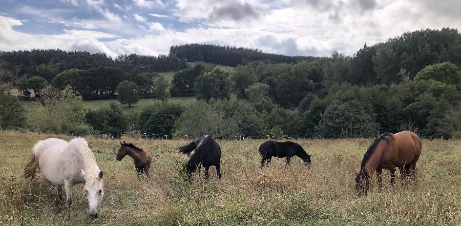 Cheval Barbe à vendre Le Brignon en Haute-Loire photo 6