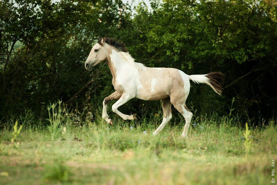 van chevaux a donner