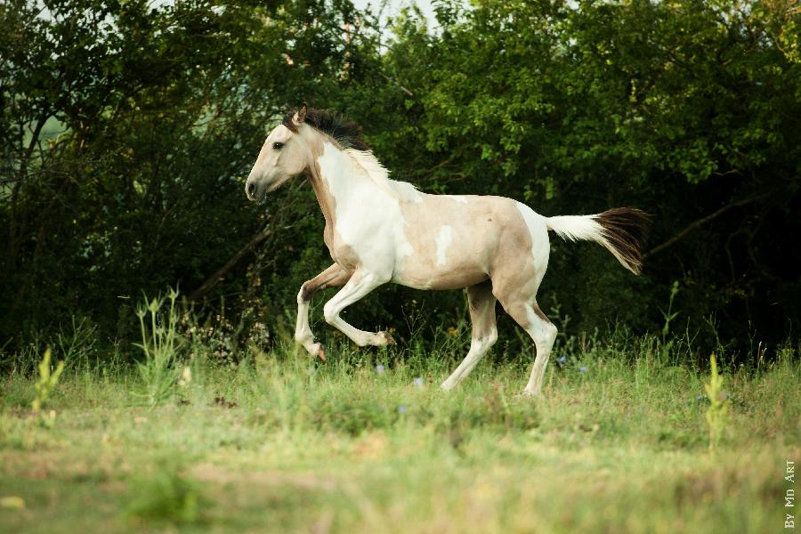 Cheval Origine constate  vendre Lisle-sur-Tarn dans le Tarn