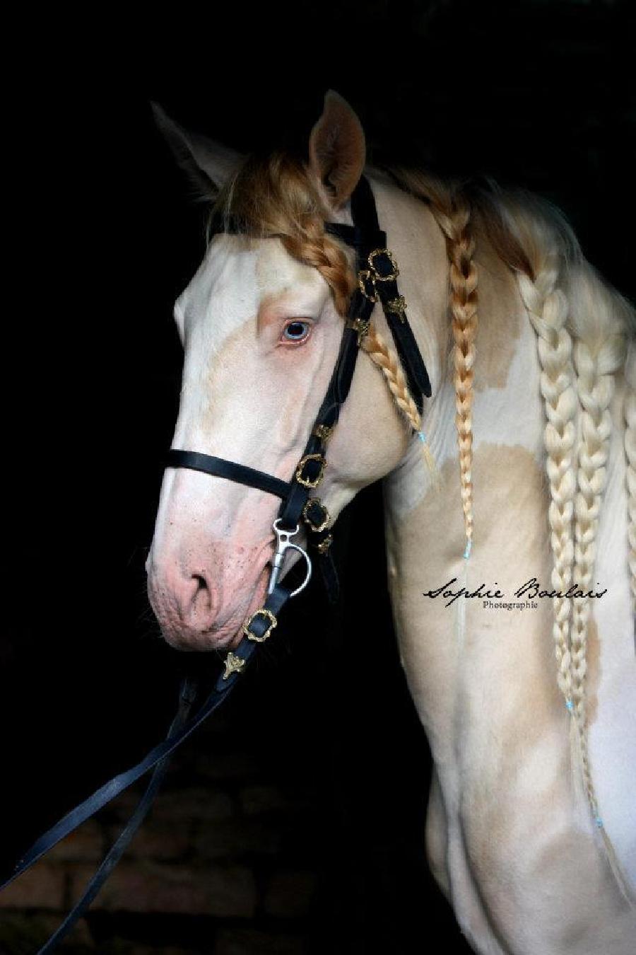 Cheval Origine constate  vendre Lisle-sur-Tarn dans le Tarn photo 2