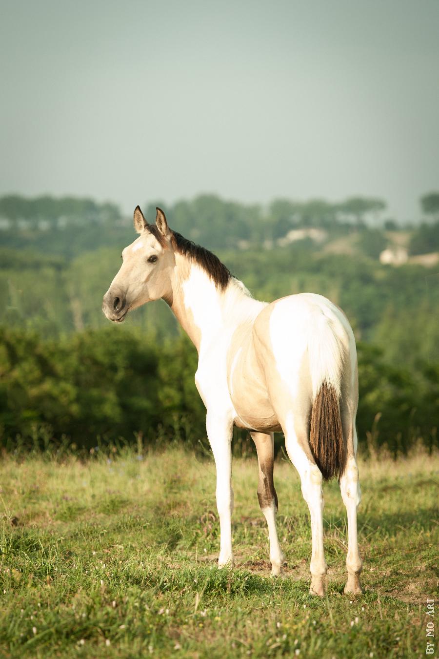 Cheval Origine constate  vendre Lisle-sur-Tarn dans le Tarn photo 3