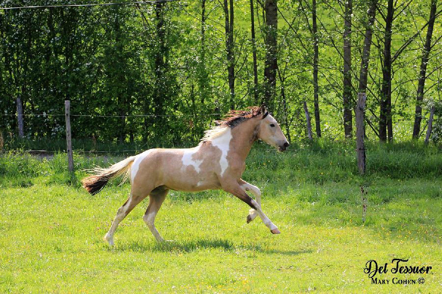 Cheval Origine constate  vendre Lisle-sur-Tarn dans le Tarn photo 4