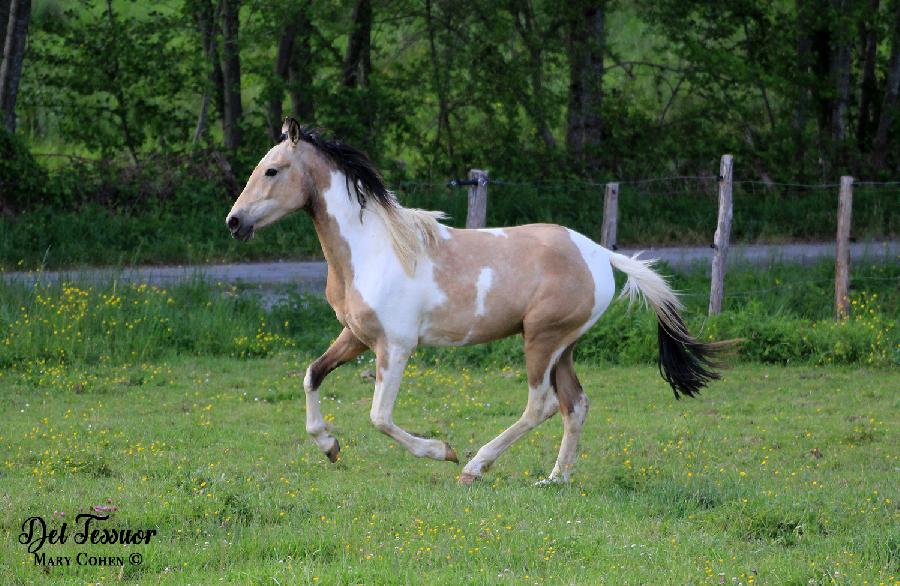 Cheval Origine constate  vendre Lisle-sur-Tarn dans le Tarn photo 6