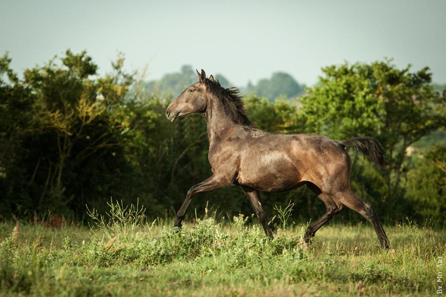 Cheval Pure race Espagnole (PRE)  vendre Lisle-sur-Tarn dans le Tarn