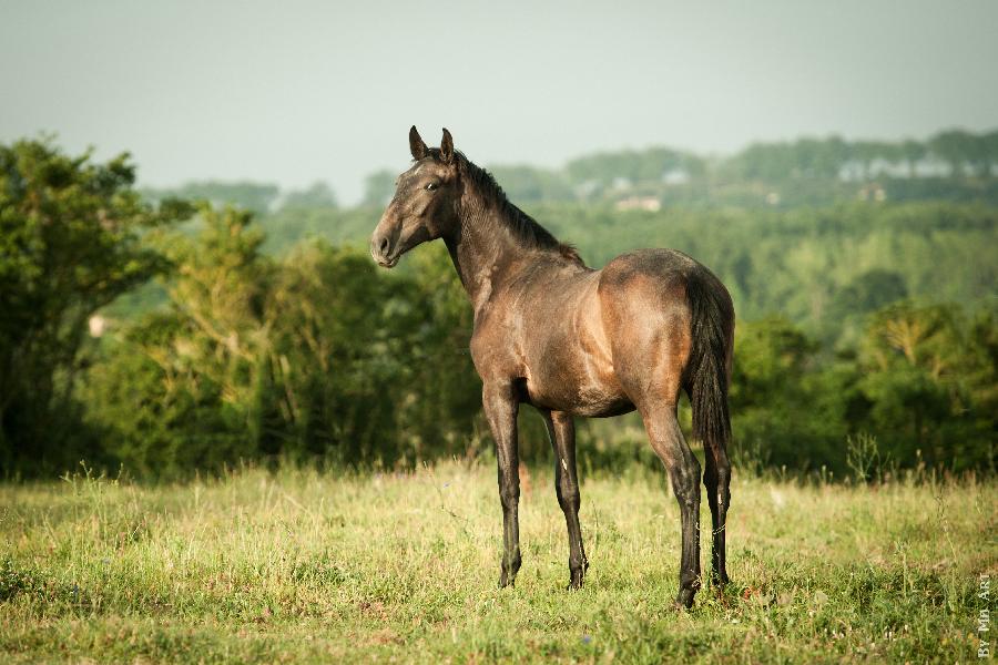 Cheval Pure race Espagnole (PRE)  vendre Lisle-sur-Tarn dans le Tarn photo 2