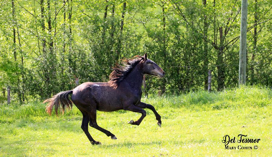 Cheval Pure race Espagnole (PRE)  vendre Lisle-sur-Tarn dans le Tarn photo 3