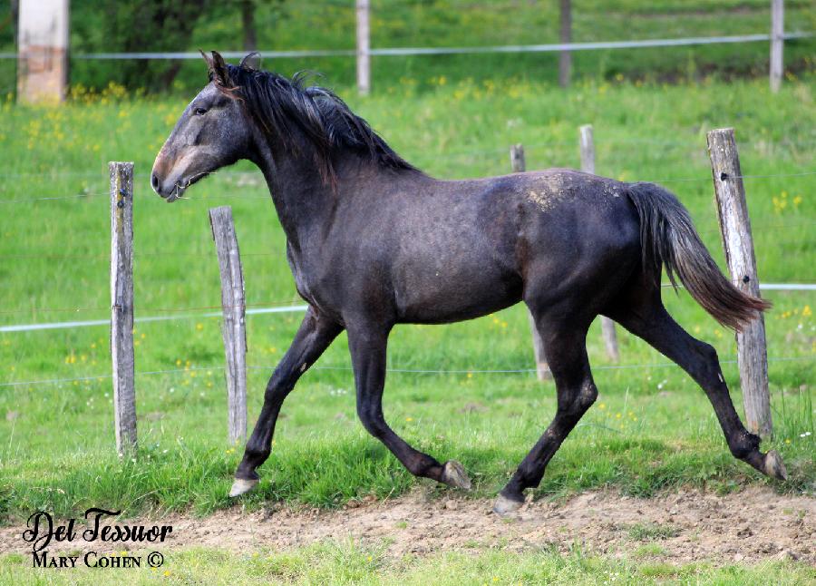 Cheval Pure race Espagnole (PRE)  vendre Lisle-sur-Tarn dans le Tarn photo 4