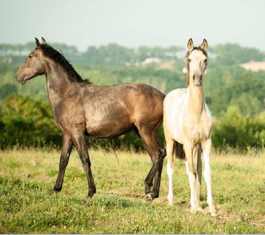 Cheval Pure race Espagnole (PRE)  vendre Lisle-sur-Tarn dans le Tarn photo 6