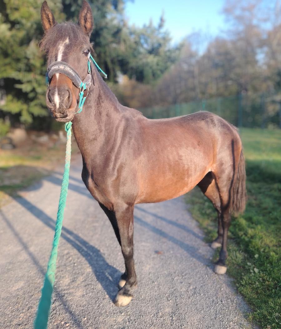 Cheval Pure race Espagnole (PRE)  vendre Saint-Clment dans l'Allier photo 2