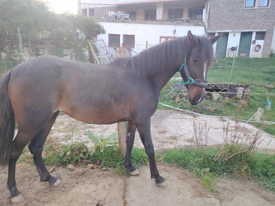 Cheval Pure race Espagnole (PRE)  vendre Saint-Clment dans l'Allier photo 3