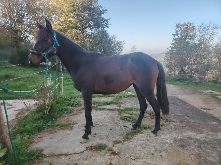 Cheval Pure race Espagnole (PRE)  vendre Saint-Clment dans l'Allier photo 4