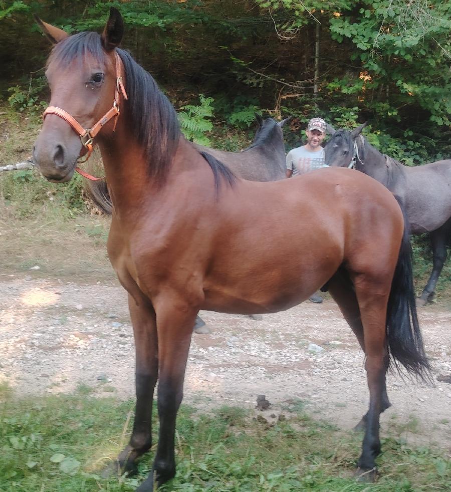 Cheval Origine constate  vendre Saint-Clment dans l'Allier photo 2
