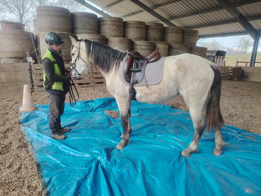 Jument Origine non constate  vendre  Saint-Clment Allier