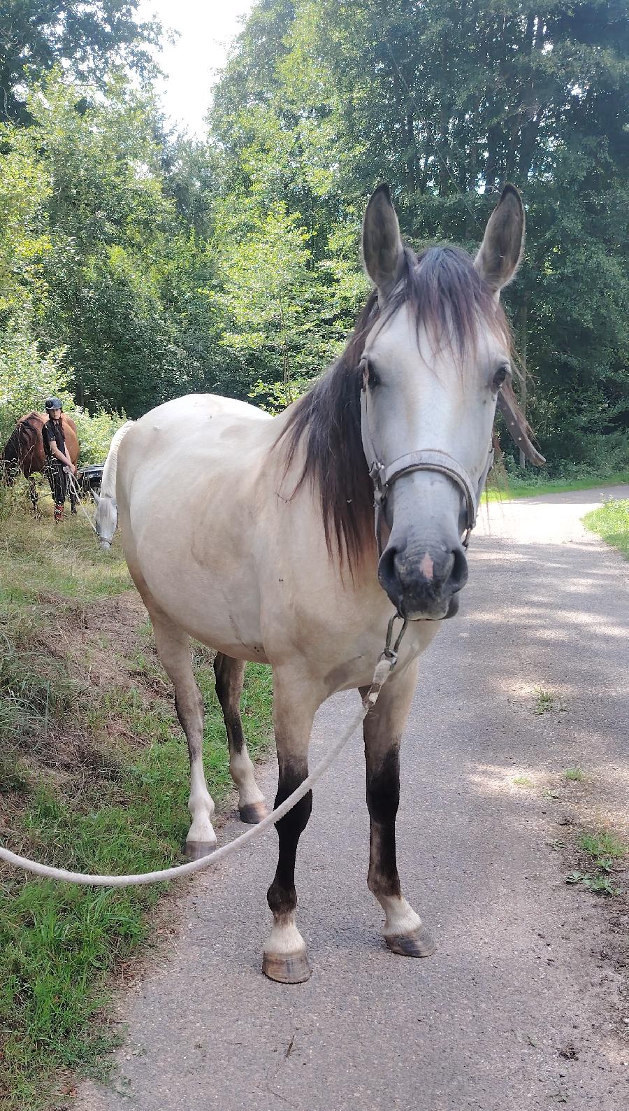 Cheval d' Origine non constate  vendre Saint-Clment dans l'Allier photo 2