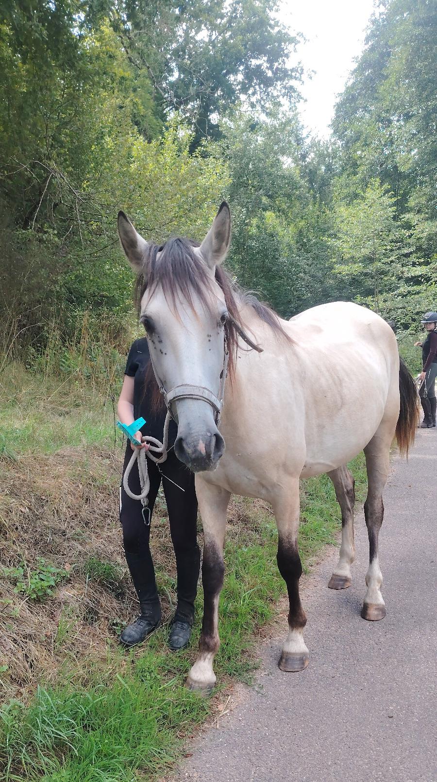 Cheval d' Origine non constate  vendre Saint-Clment dans l'Allier photo 3
