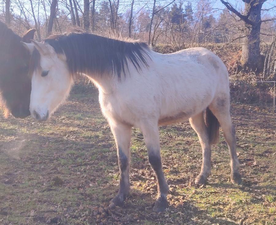 Cheval d' Origine non constate  vendre Saint-Clment dans l'Allier photo 4