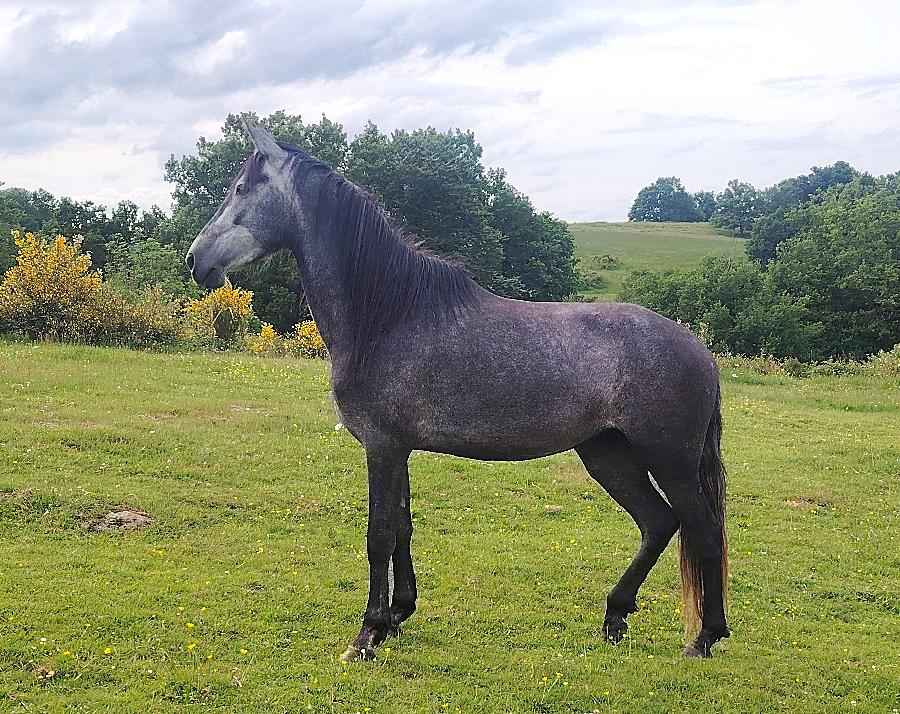 Jument Pure race Espagnole (PRE)  vendre  Saint-Clment Allier