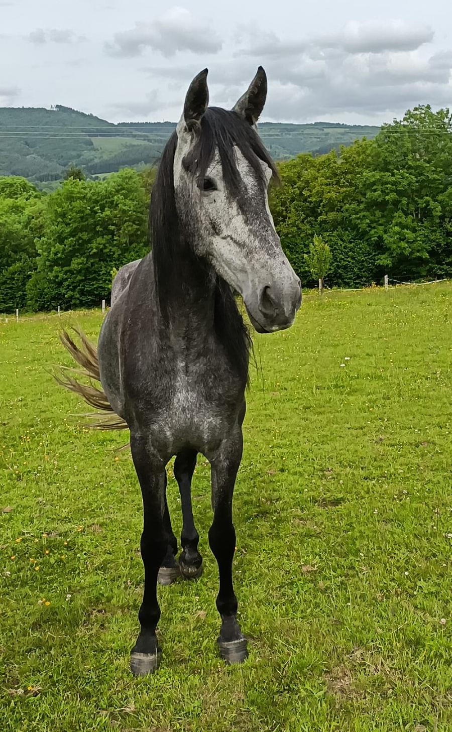 Cheval Pure race Espagnole (PRE)  vendre Saint-Clment dans l'Allier photo 2