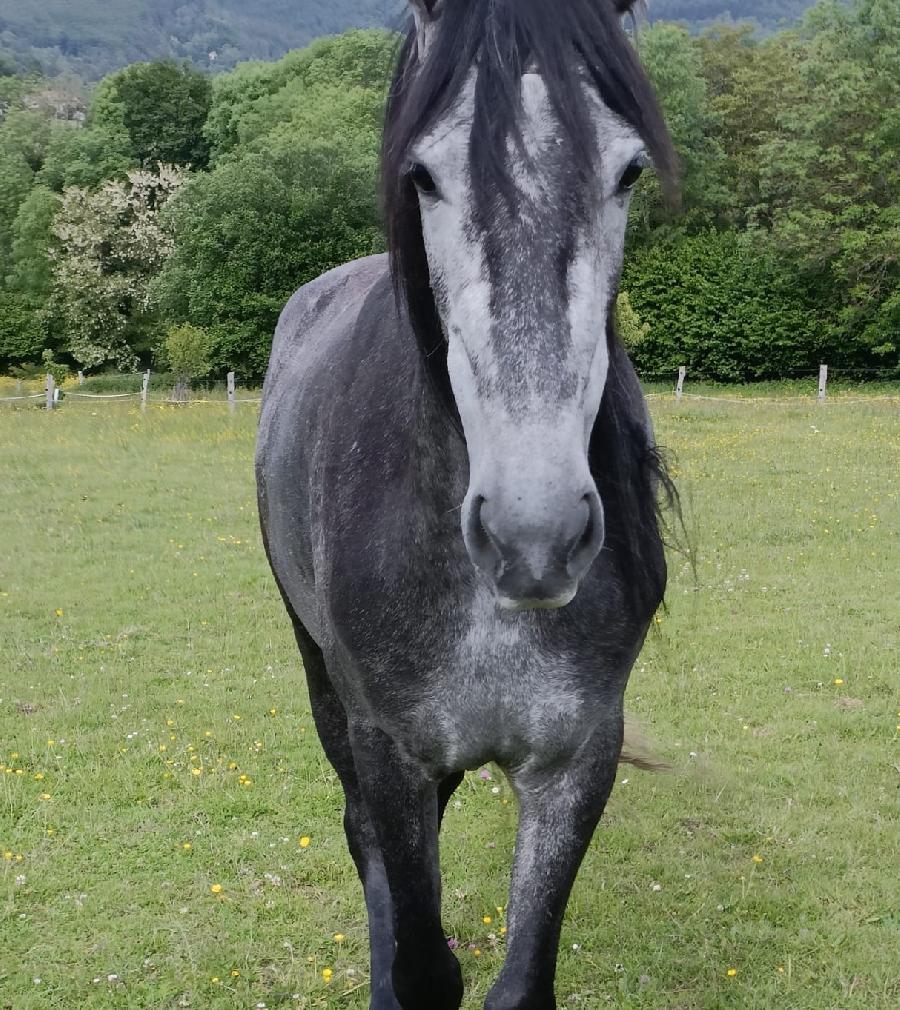Cheval Pure race Espagnole (PRE)  vendre Saint-Clment dans l'Allier photo 3