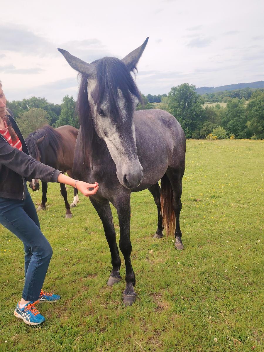 Cheval Pure race Espagnole (PRE)  vendre Saint-Clment dans l'Allier photo 4