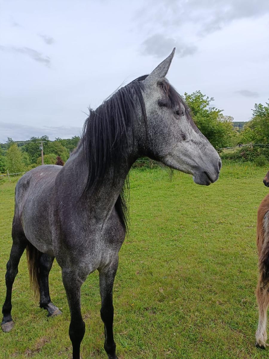 Cheval Pure race Espagnole (PRE)  vendre Saint-Clment dans l'Allier photo 5