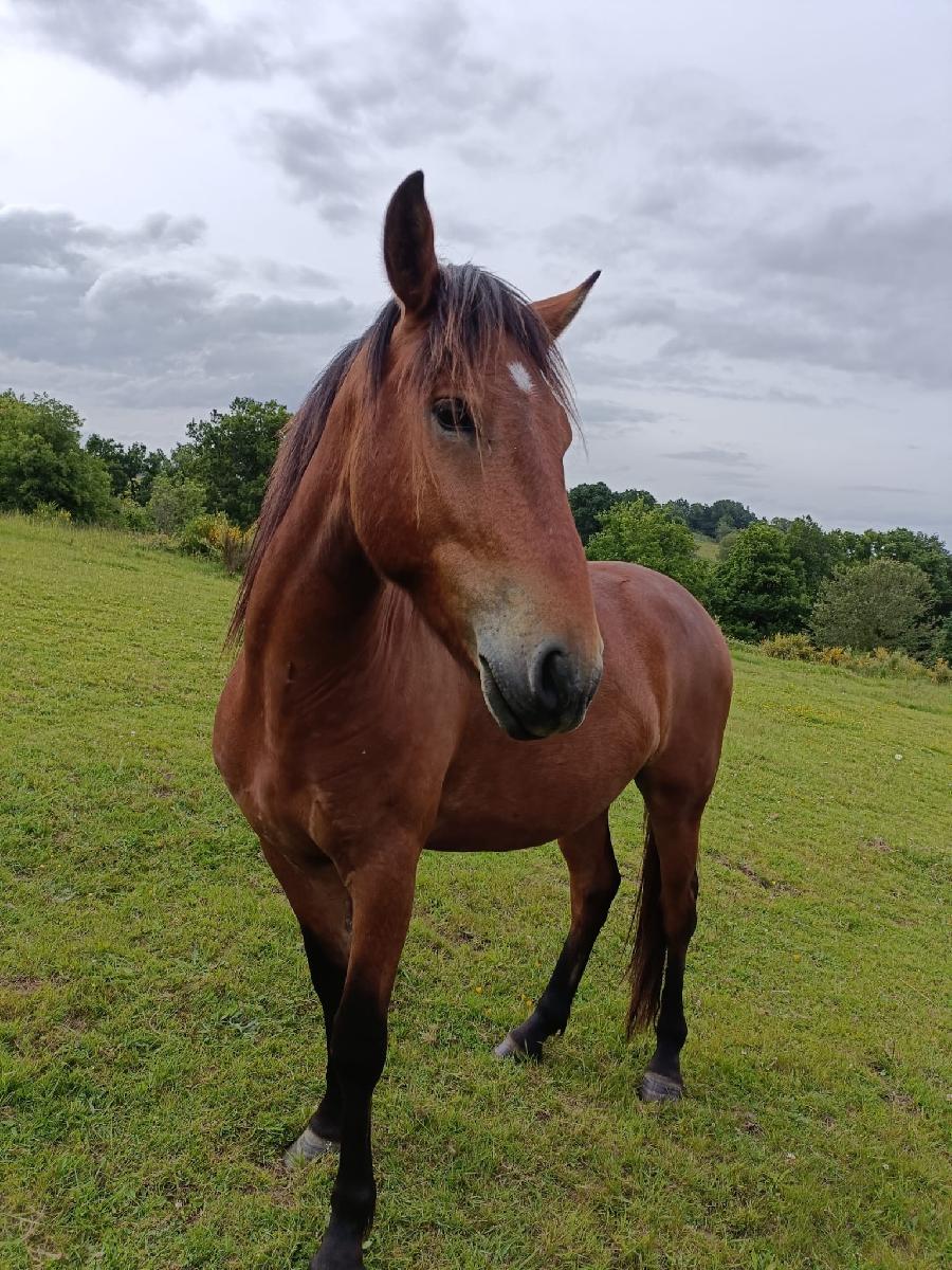 Cheval Auvergne  vendre Saint-Clment dans l'Allier photo 4