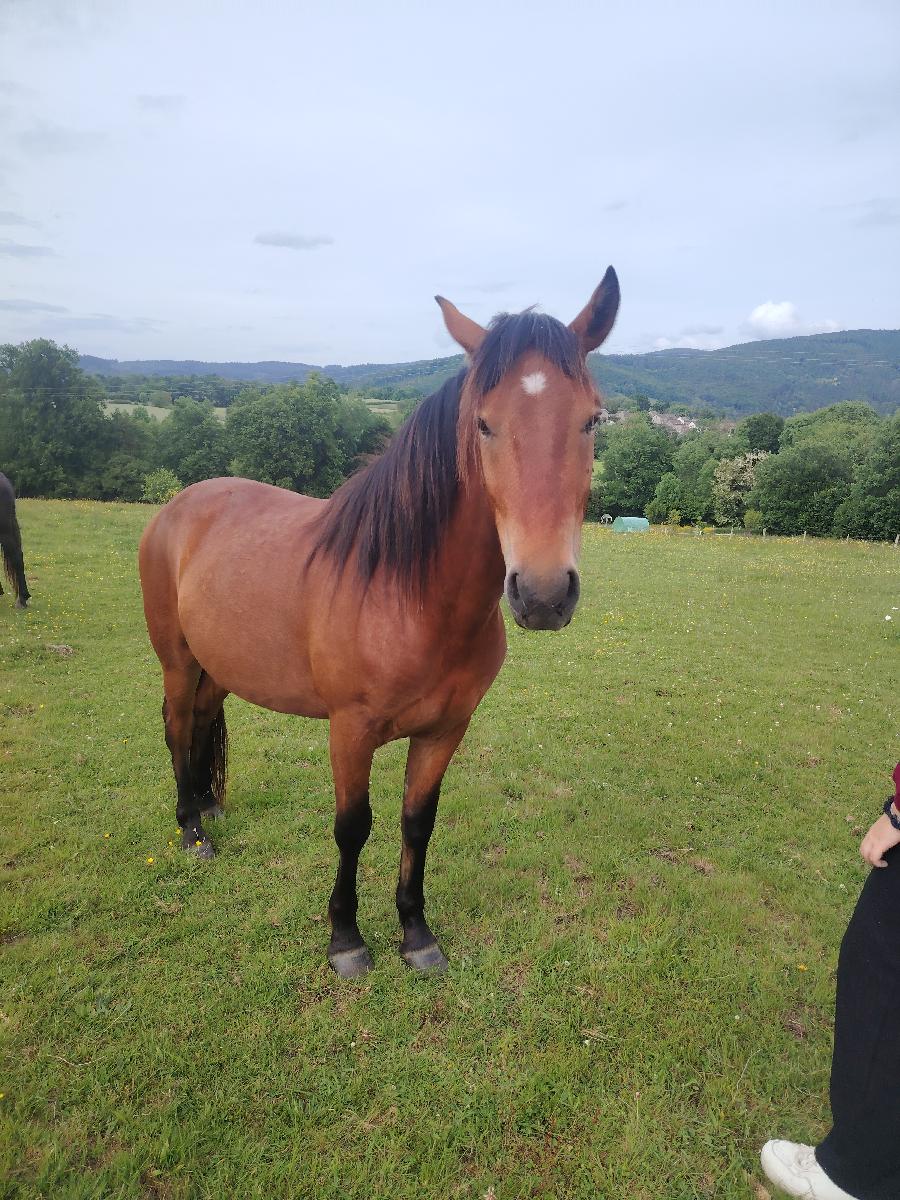 Cheval Auvergne  vendre Saint-Clment dans l'Allier photo 5