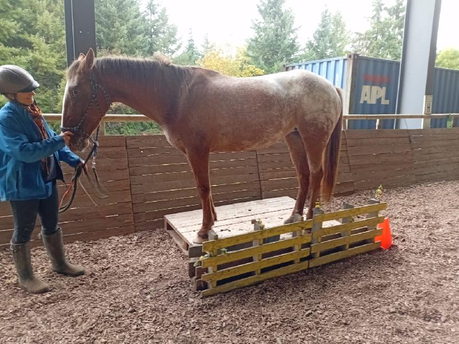 Cheval Appaloosa � vendre Saint-Cl�ment dans l'Allier
