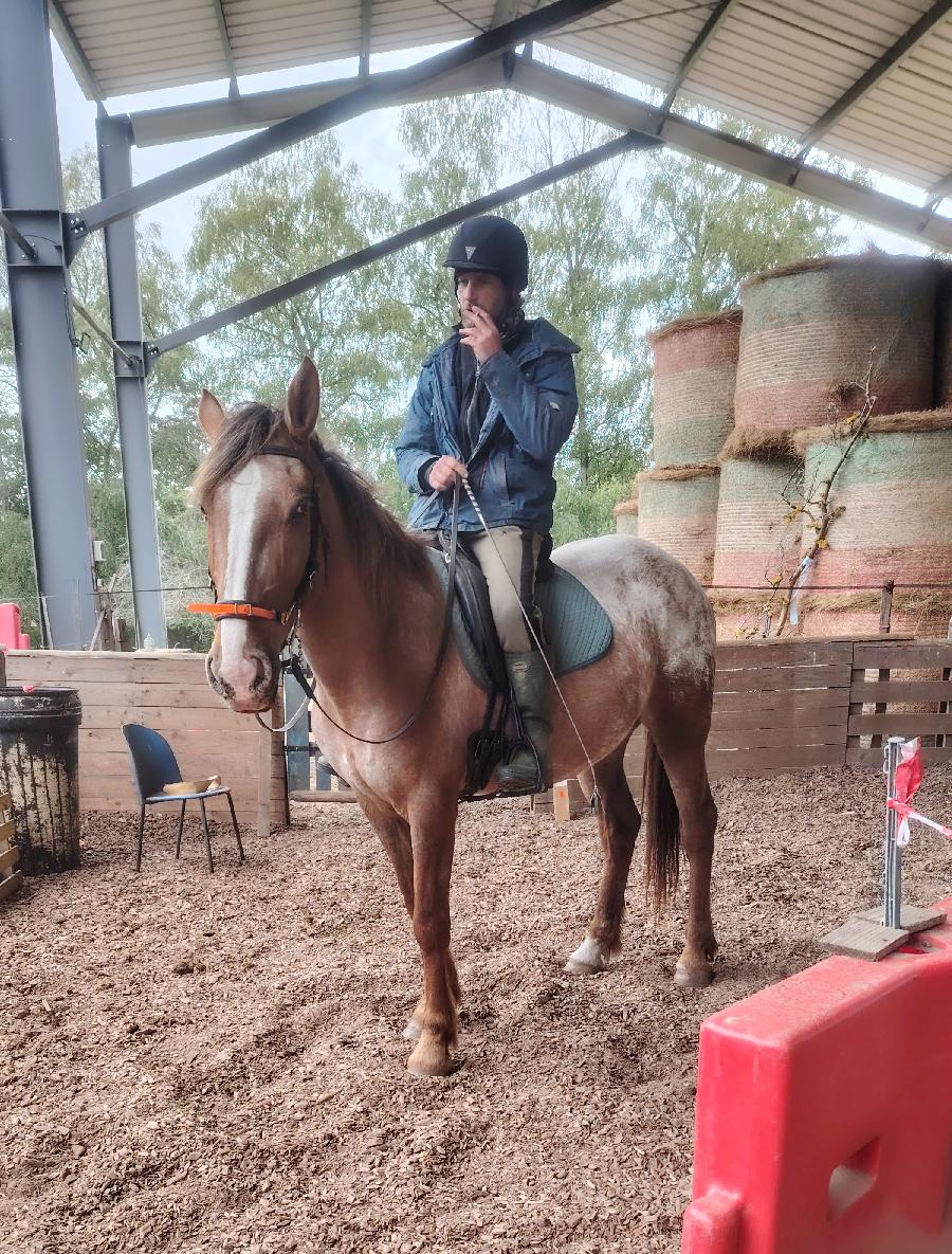 Cheval Appaloosa � vendre Saint-Cl�ment dans l'Allier photo 2