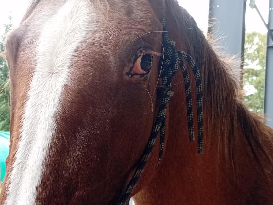 Cheval Appaloosa � vendre Saint-Cl�ment dans l'Allier photo 3