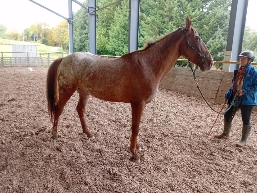 Cheval Appaloosa � vendre Saint-Cl�ment dans l'Allier photo 4