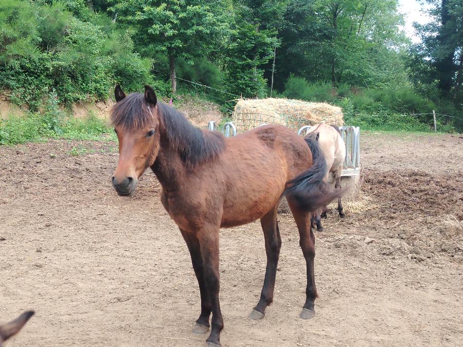 Cheval Origine constat�e � vendre Saint-Cl�ment dans l'Allier