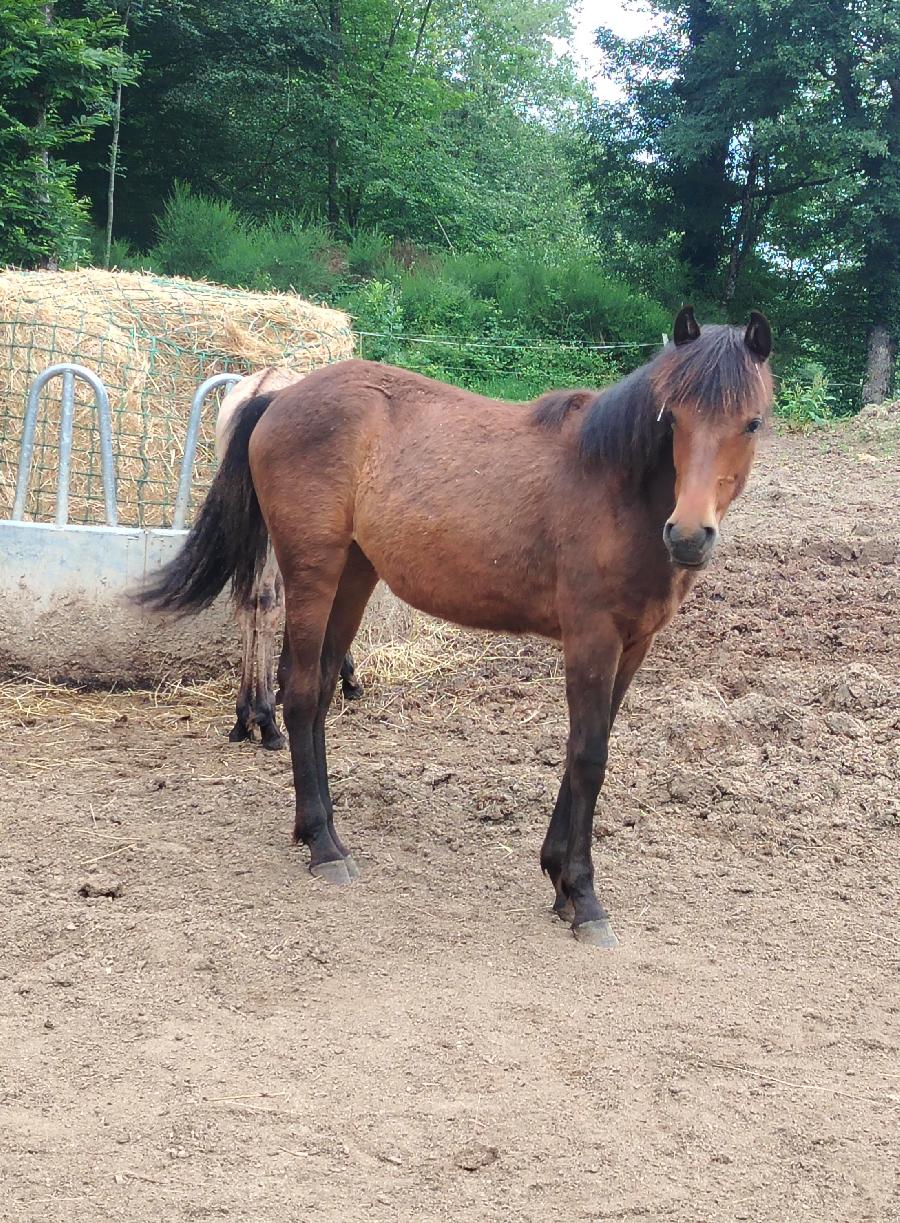 Cheval Origine constat�e � vendre Saint-Cl�ment dans l'Allier photo 2