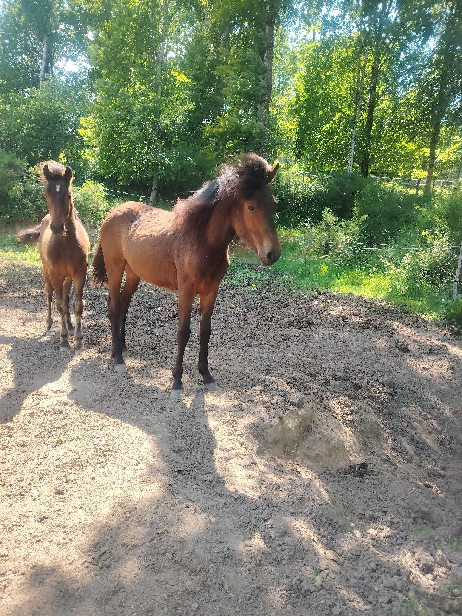 Cheval Origine constat�e � vendre Saint-Cl�ment dans l'Allier photo 3