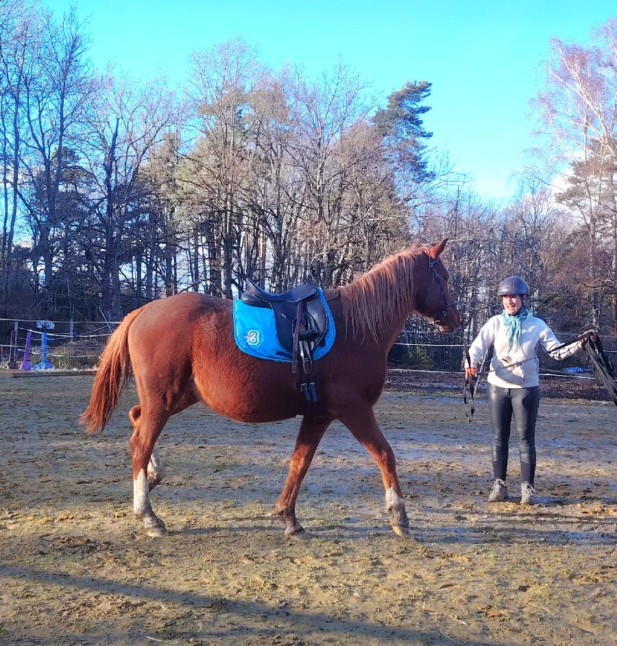 Cheval Arabe � vendre Saint-Cl�ment dans l'Allier