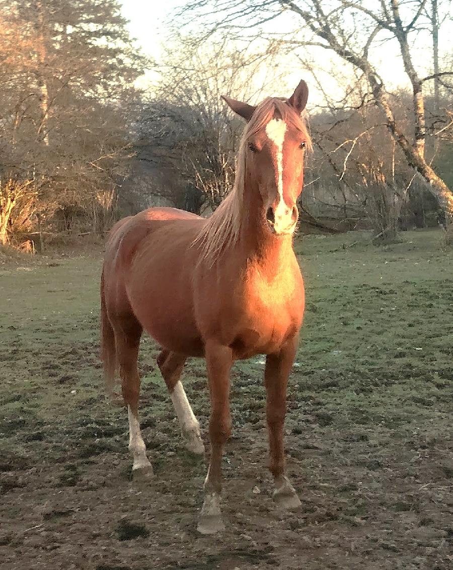 Cheval Arabe � vendre Saint-Cl�ment dans l'Allier photo 2