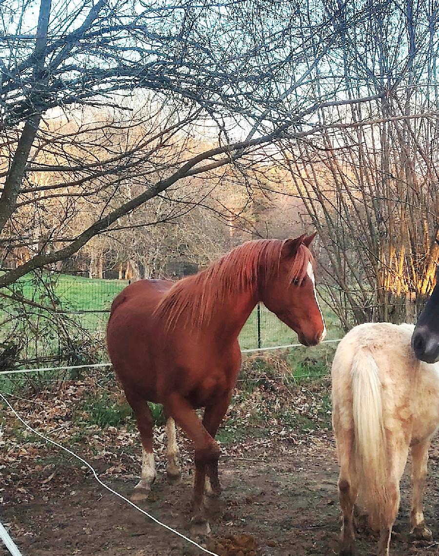 Cheval Arabe � vendre Saint-Cl�ment dans l'Allier photo 3