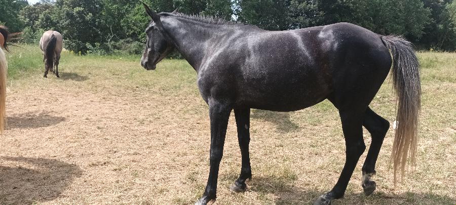 Cheval Origine constate  vendre Montirat dans l'Aude