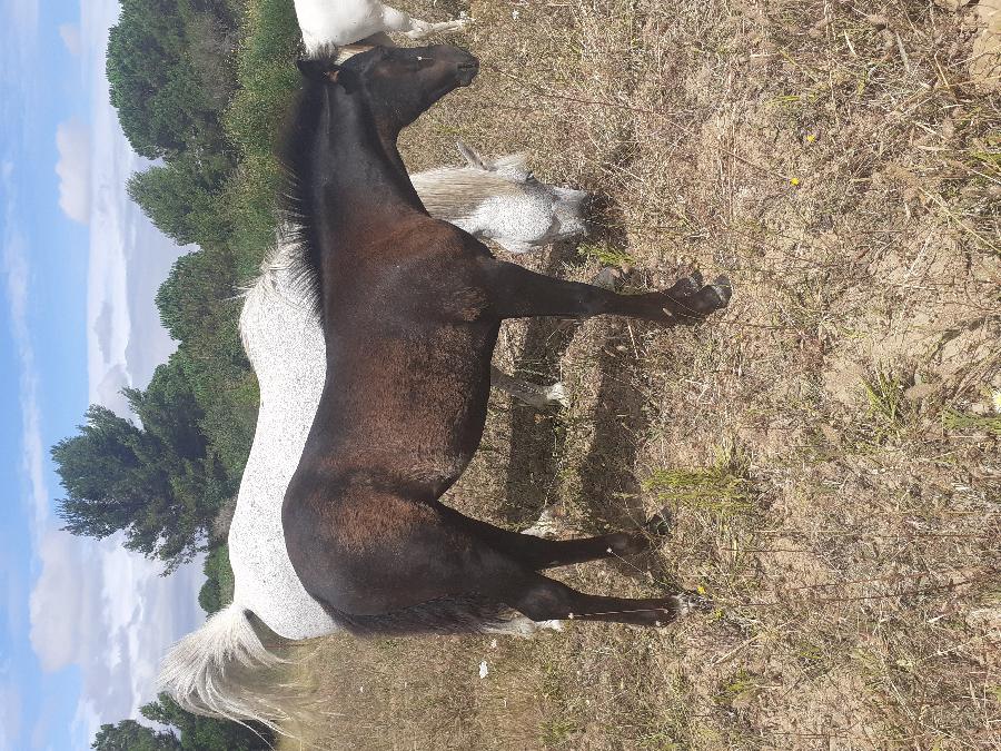 Cheval Origine constate  vendre Montirat dans l'Aude photo 2