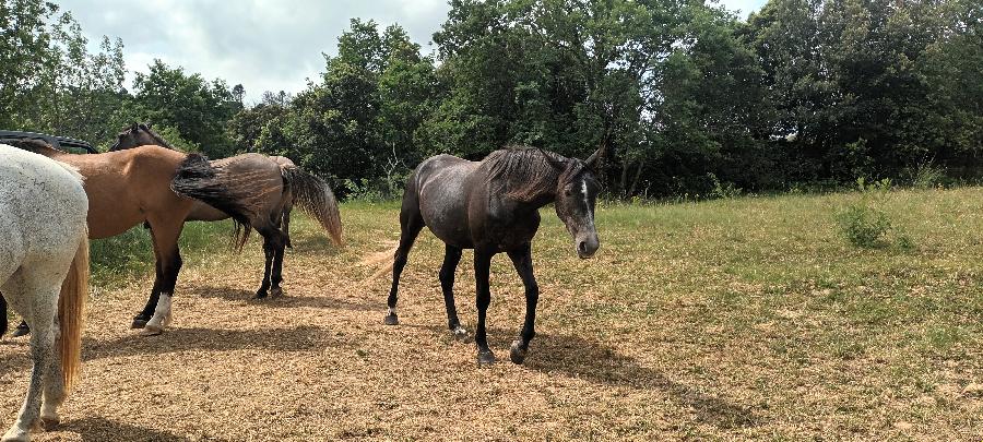 Cheval Origine constate  vendre Montirat dans l'Aude photo 3