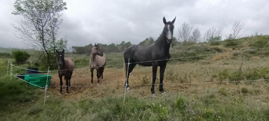 Cheval Origine constate  vendre Montirat dans l'Aude photo 4