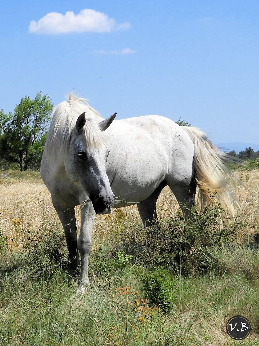 Cheval Origine constate  vendre Montirat dans l'Aude photo 6