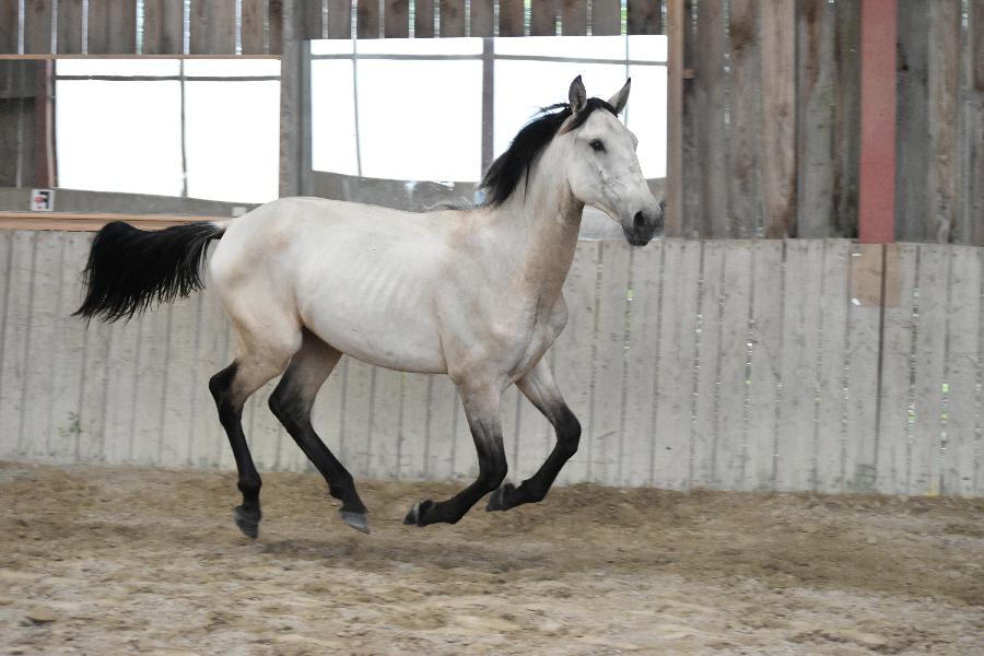 Cheval Lusitanien  vendre Cenves dans le Rhne