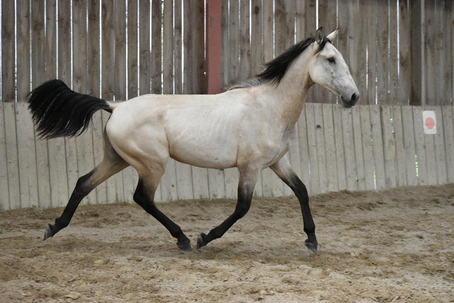 Cheval Lusitanien  vendre Cenves dans le Rhne photo 2