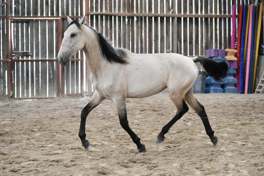 Cheval Lusitanien  vendre Cenves dans le Rhne photo 3