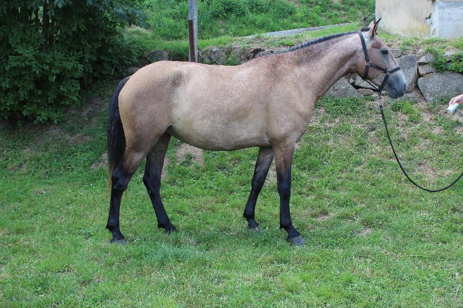 Cheval Lusitanien  vendre Cenves dans le Rhne