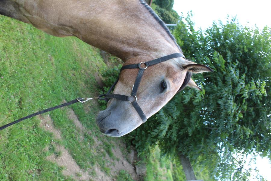 Cheval Lusitanien  vendre Cenves dans le Rhne photo 2