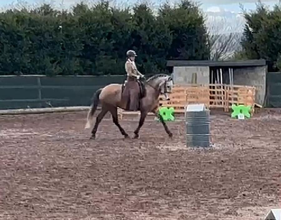 Cheval Lusitanien  vendre Cenves dans le Rhne photo 3